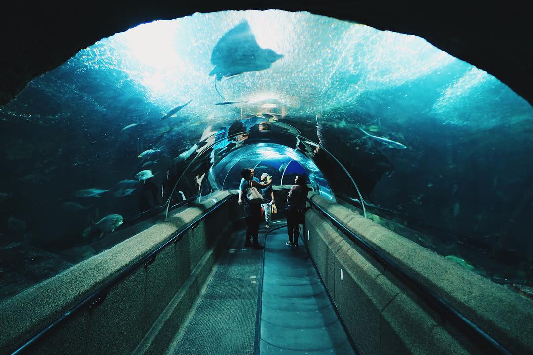 45 Tempat Wisata di Singapore Wajib Dikunjungi dan Harga Tiket Masuk, Ada Yang Gratis 4