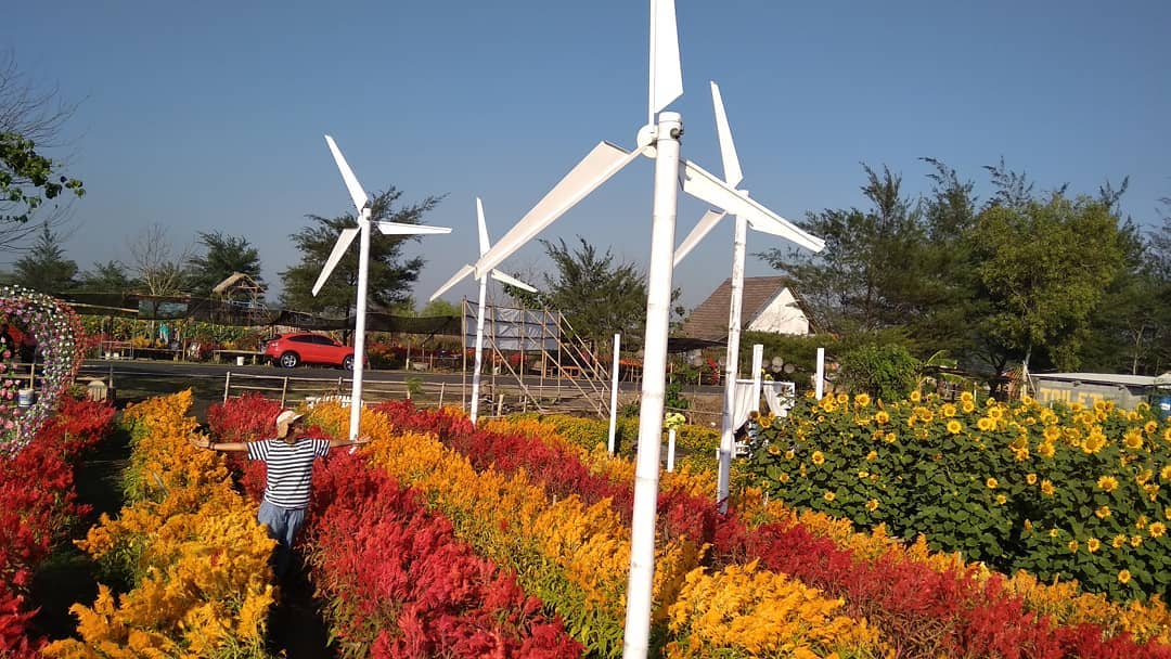 Pantai Samas Srigading Bantul Jogja 6 Pantai Samas Srigading Bantul Jogja 6