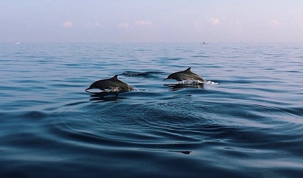 Mau Melihat Lumba Lumba? Ke Pantai Lovina Bali Saja 1