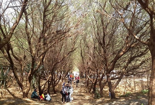 Beberapa Potret Indahnya Pantai Cemara Sewu Bantul Yogyakarta dan Berapa Tiket Masuknya? 8 Beberapa Potret Indahnya Pantai Cemara Sewu Bantul Yogyakarta dan Berapa Tiket Masuknya? 8