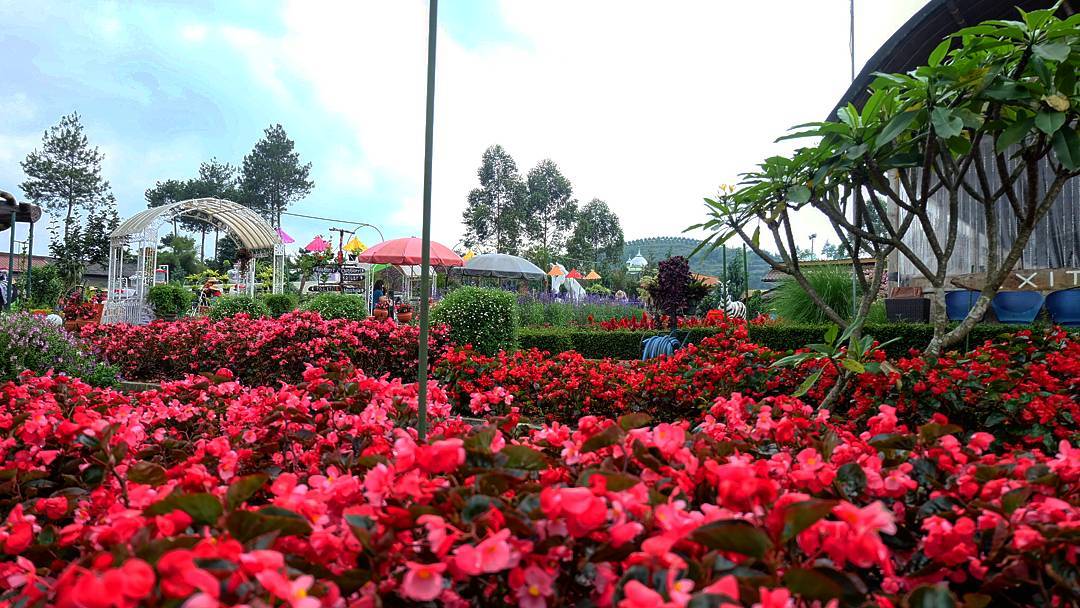 Ini Dia Foto Foto Keren Kebun Begonia Lembang 7