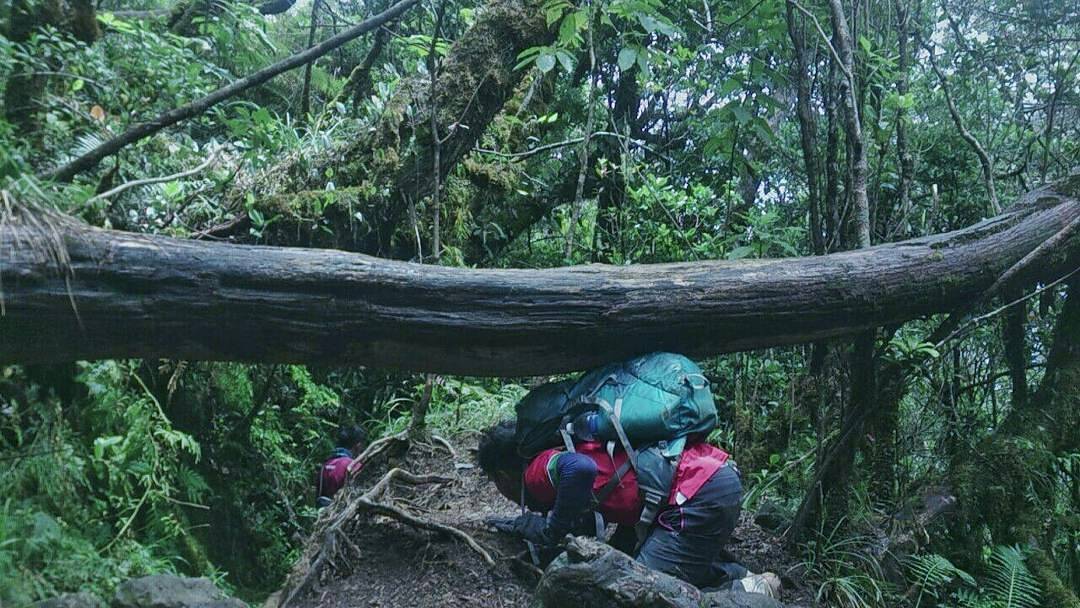 Gunung Gede Pangrango National Park Bogor 2 Gunung Gede Pangrango National Park Bogor 2