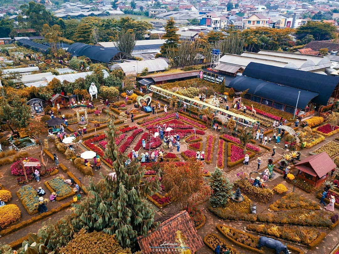 Kebun Begonia di Lembang 1
