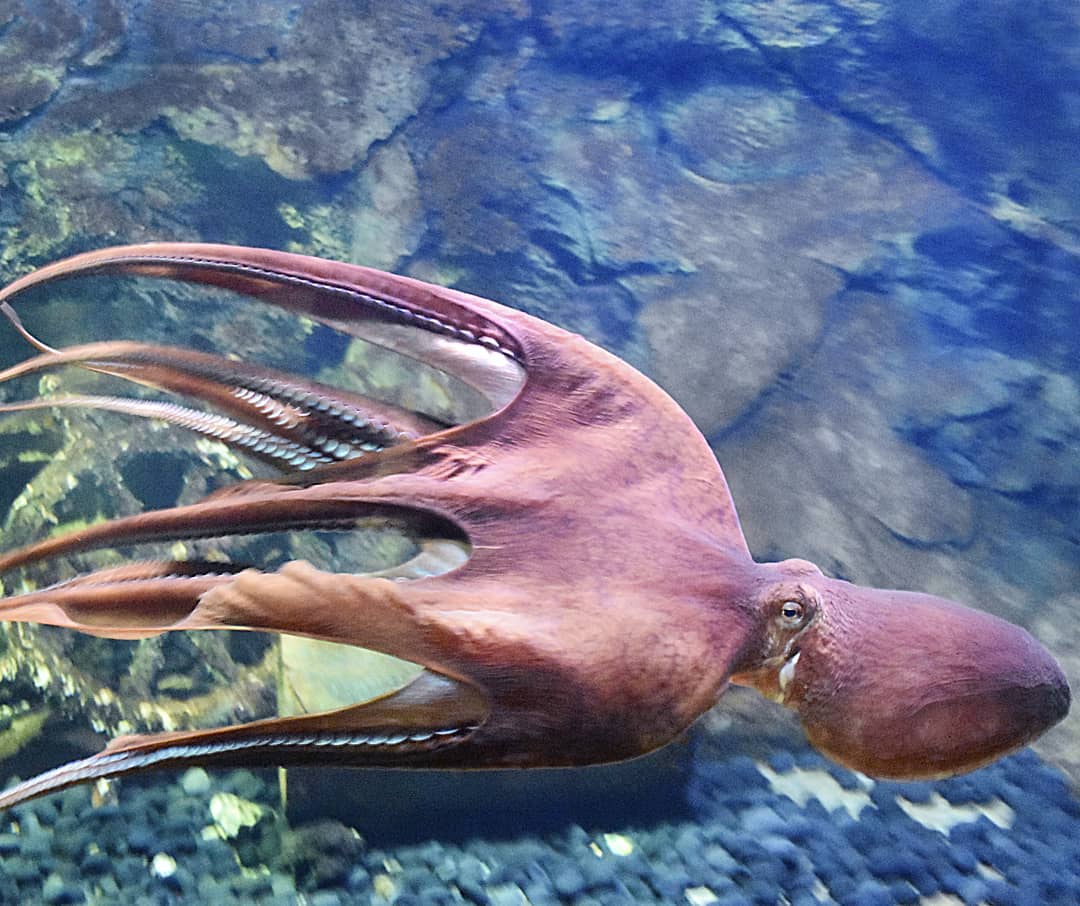 Seaworld Ancol Jakarta Utara 2 Seaworld Ancol Jakarta Utara 2