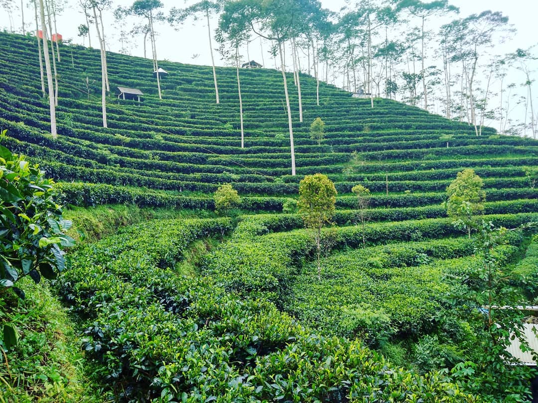 Jalan Menuju Kebun Teh Nglinggo Kulon Progo 3 Jalan Menuju Kebun Teh Nglinggo Kulon Progo 3