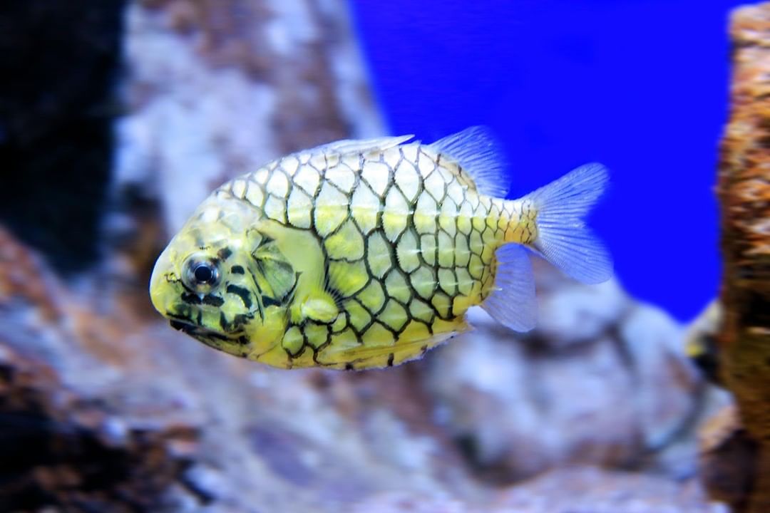 Seaworld Ancol Jakarta Utara 3 Seaworld Ancol Jakarta Utara 3