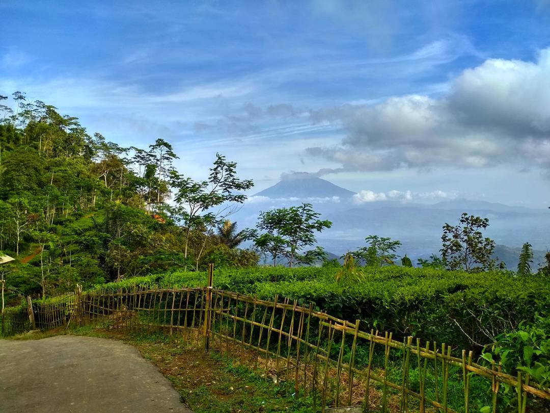 Jalan Menuju Kebun Teh Nglinggo Kulon Progo 2 Jalan Menuju Kebun Teh Nglinggo Kulon Progo 2