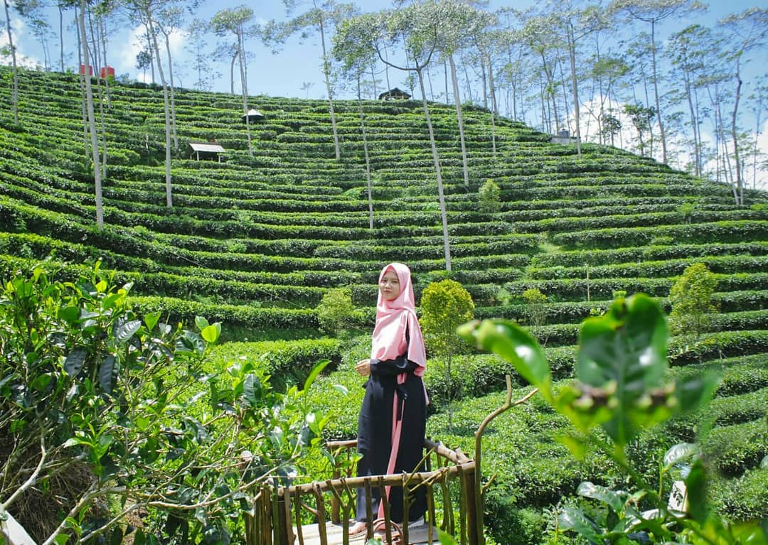 Jalan Menuju Kebun Teh Nglinggo Kulon Progo 8 Jalan Menuju Kebun Teh Nglinggo Kulon Progo 8