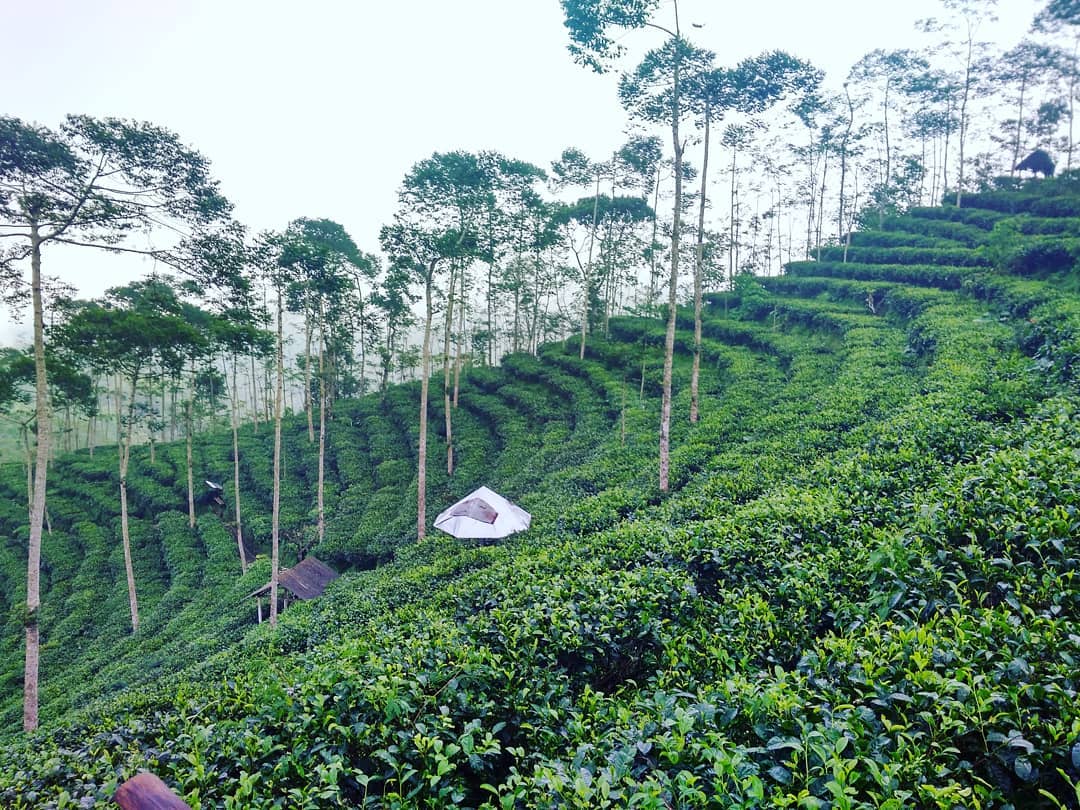 Jalan Menuju Kebun Teh Nglinggo Kulon Progo 5 Jalan Menuju Kebun Teh Nglinggo Kulon Progo 5