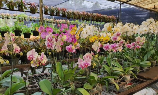 Taman Anggrek Ragunan Jakarta Selatan 8