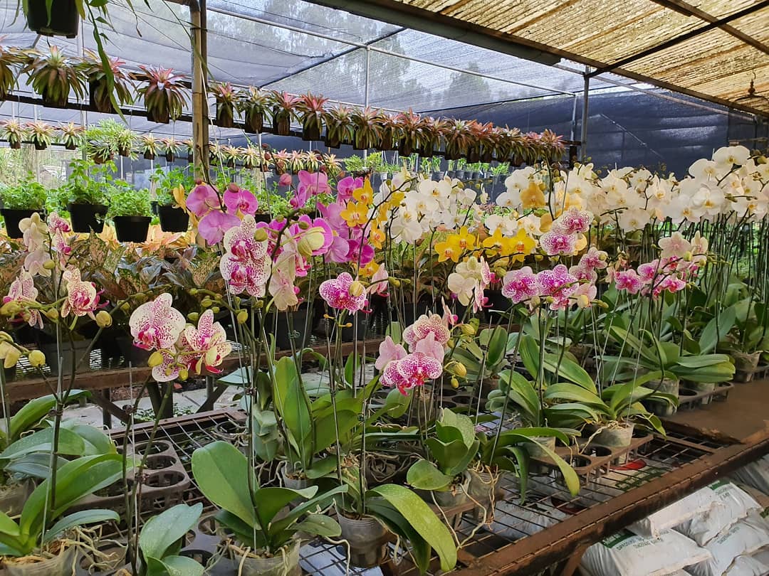 Taman Anggrek Ragunan Jakarta Selatan 7 Taman Anggrek Ragunan Jakarta Selatan 7