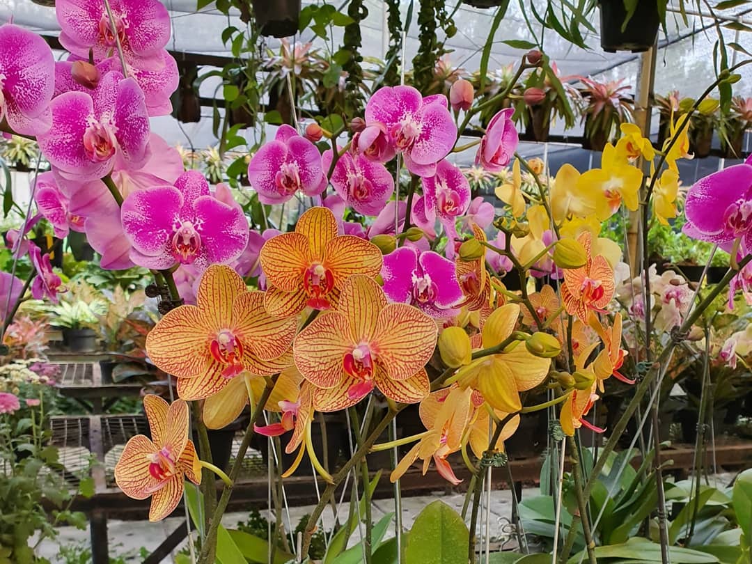 Taman Anggrek Ragunan Jakarta Selatan 6 Taman Anggrek Ragunan Jakarta Selatan 6