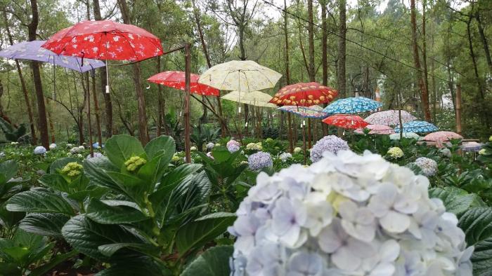 Ini Dia 10 Spot Foto Yang Akan Bikin Kamu Betah di Coban Talun 1