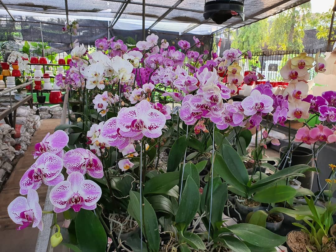 Taman Anggrek Ragunan Jakarta Selatan 9 Taman Anggrek Ragunan Jakarta Selatan 9