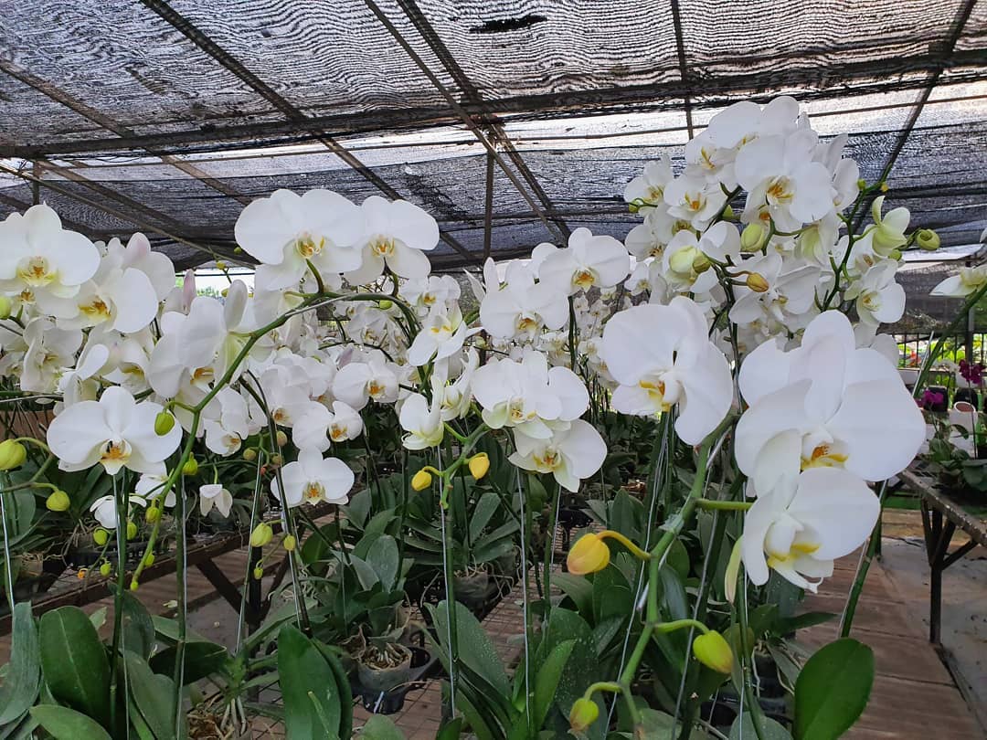 Taman Anggrek Ragunan Jakarta Selatan 10 Taman Anggrek Ragunan Jakarta Selatan 10