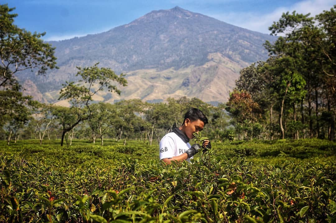 Buka Jam Berapa Wisata Agro Kebun Teh Wonosari Malang dan Harga Tiket Masuk Lokasi? 6