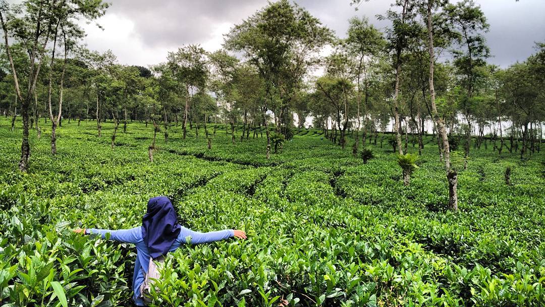 Buka Jam Berapa Wisata Agro Kebun Teh Wonosari Malang dan Harga Tiket Masuk Lokasi? 10