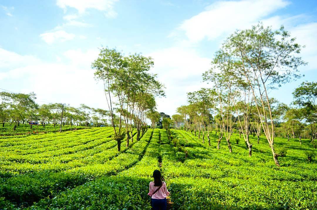 Buka Jam Berapa Wisata Agro Kebun Teh Wonosari Malang dan Harga Tiket Masuk Lokasi? 7