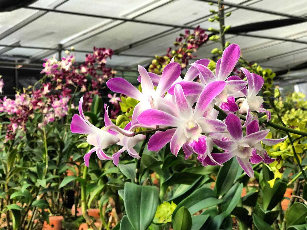 Taman Anggrek Ragunan Jakarta Selatan 3 Taman Anggrek Ragunan Jakarta Selatan 3