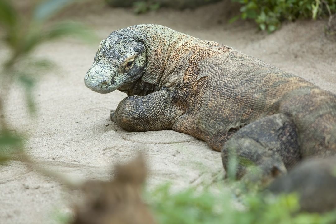 Bali Bird Park, Taman Burung Lokasi di Gianyar 8 Bali Bird Park, Taman Burung Lokasi di Gianyar 8