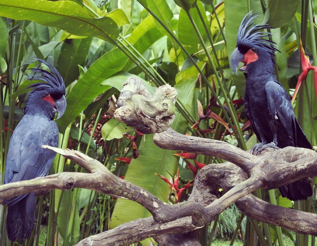 Bali Bird Park, Taman Burung Lokasi di Gianyar 3 Bali Bird Park, Taman Burung Lokasi di Gianyar 3