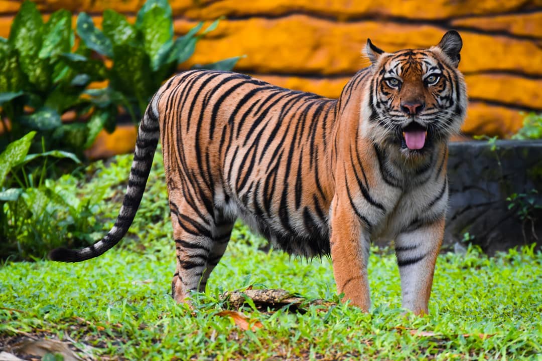 Kebun Binatang Surabaya 7