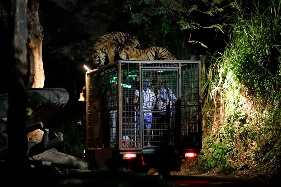 Bali Safari & Marine Park BSMP Gianyar 4 Bali Safari & Marine Park BSMP Gianyar 4