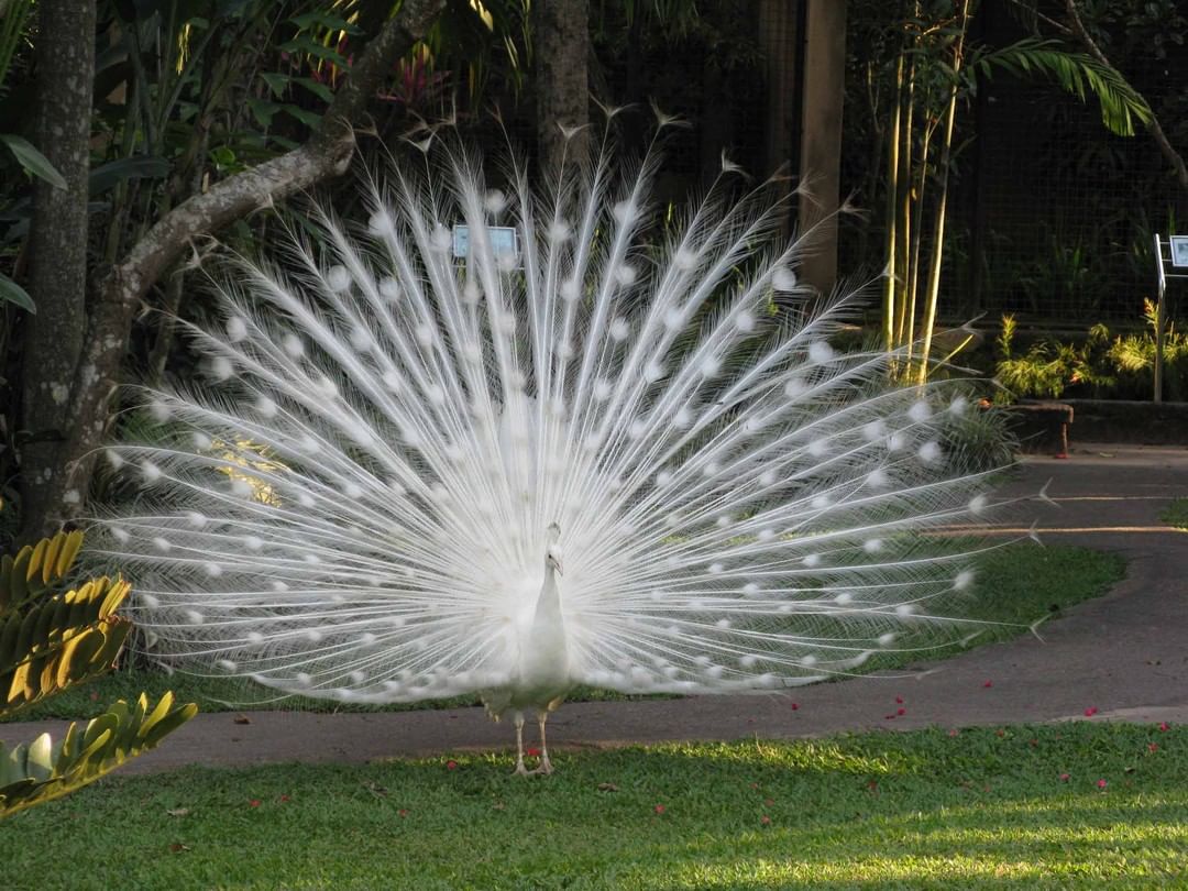 Bali Bird Park, Taman Burung Lokasi di Gianyar 5 Bali Bird Park, Taman Burung Lokasi di Gianyar 5