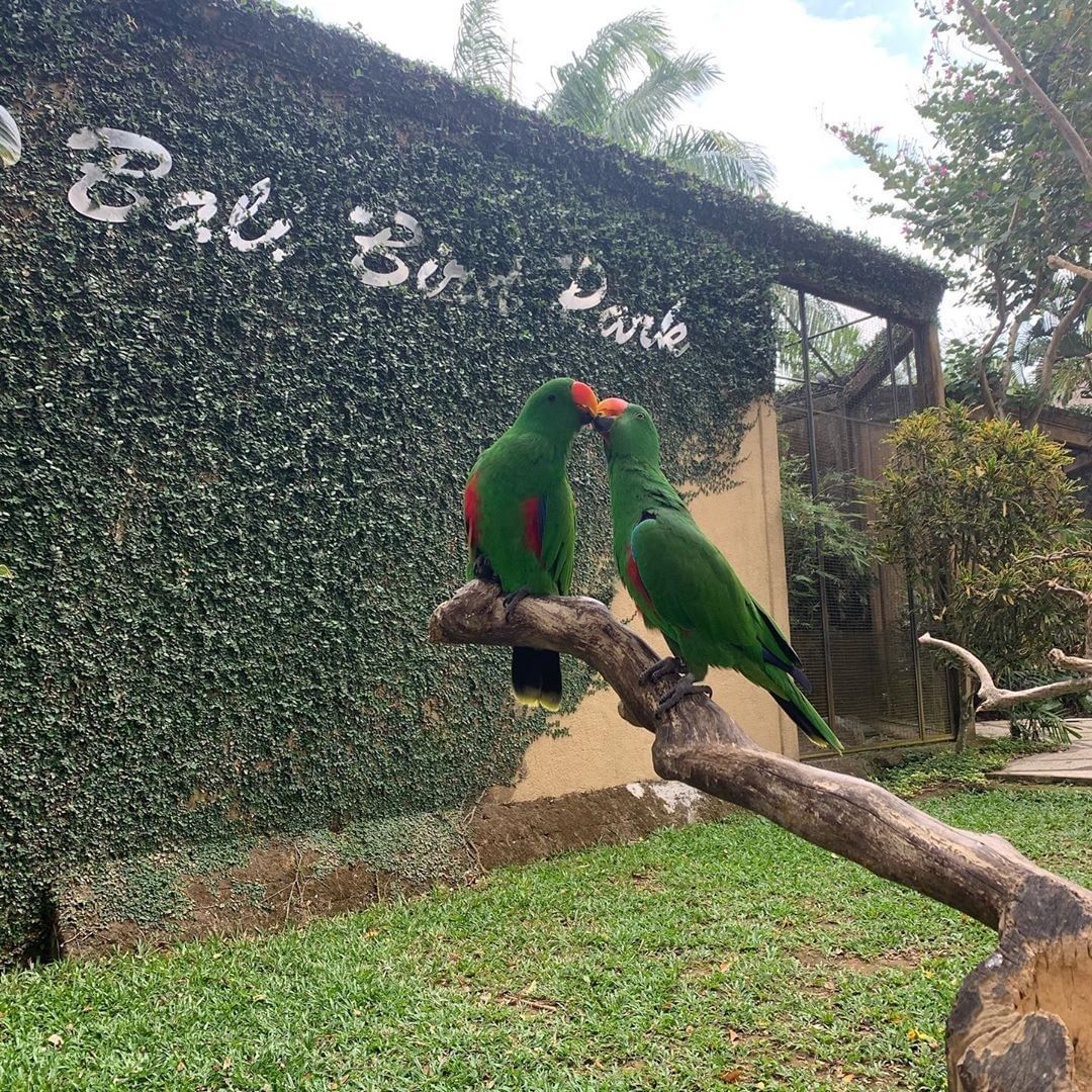 Bali Bird Park, Taman Burung Lokasi di Gianyar 1 Bali Bird Park, Taman Burung Lokasi di Gianyar 1