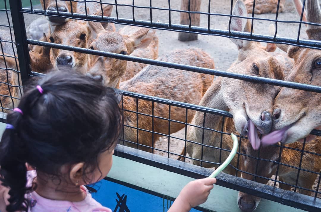 Kebun Binatang Surabaya 5