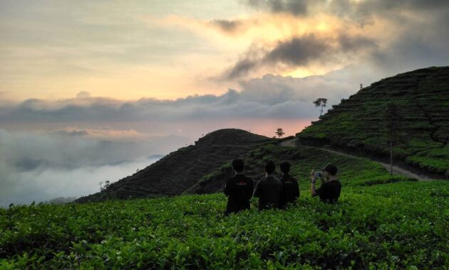 Kebun Teh Medini Kabupaten Kendal Jawa Tengah 21 Kebun Teh Medini Kabupaten Kendal Jawa Tengah