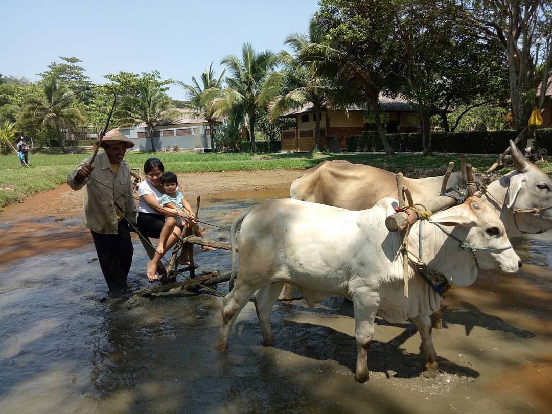 Kebun Wisata Pasir Mukti di Bogor 10 Kebun Wisata Pasir Mukti di Bogor 10