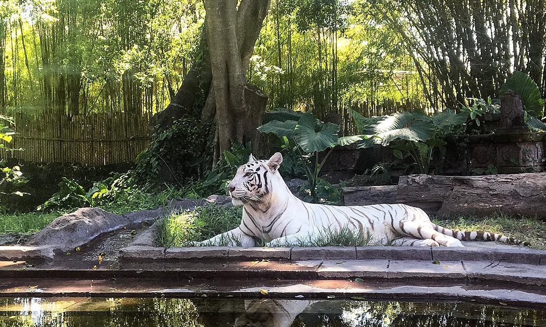 Bali Safari & Marine Park BSMP Gianyar 1 Bali Safari & Marine Park BSMP Gianyar 1