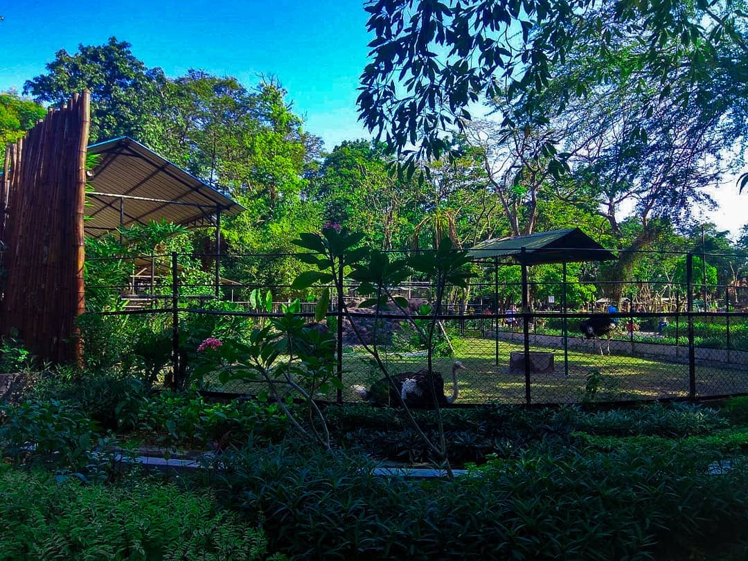Kebun Binatang Surabaya 9