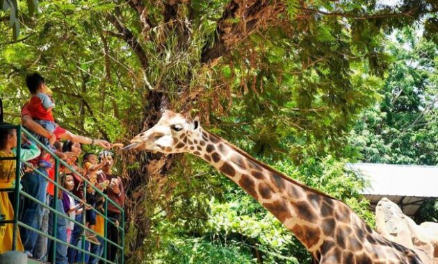 Kebun Binatang Surabaya 2