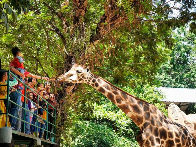 6 kebun binatang terbaik di dunia