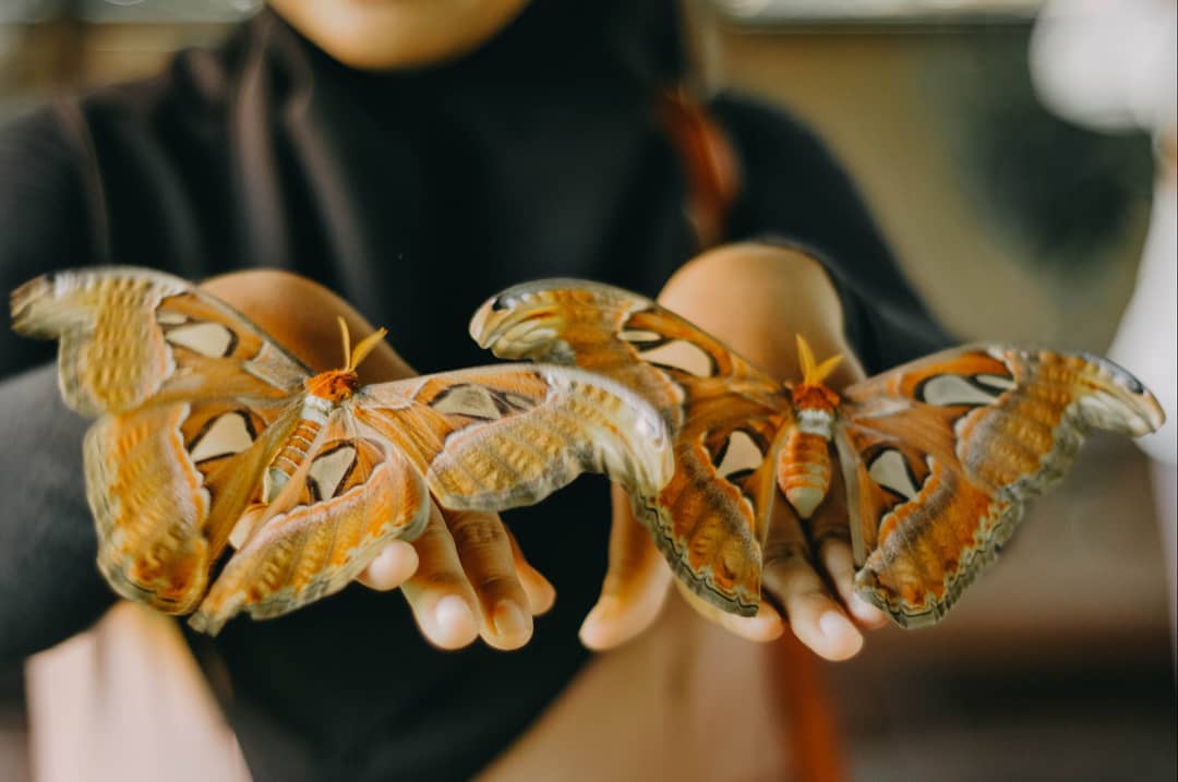 Butterfly Park Bali Atau Taman Kupu Kupu di Tabanan 6