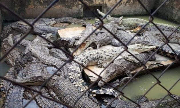 Penangkaran Buaya Asam Kumbang 6 Penangkaran Buaya Asam Kumbang 4
