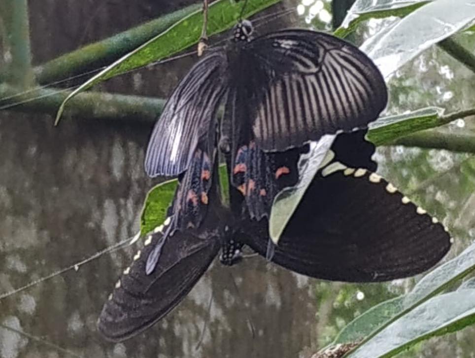 Taman Kupu Kupu Gita Persada Lampung 3 Taman Kupu Kupu Gita Persada Lampung 3