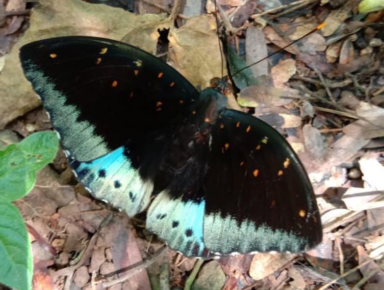 Taman Kupu Kupu Gita Persada Lampung 6 Taman Kupu Kupu Gita Persada Lampung 6