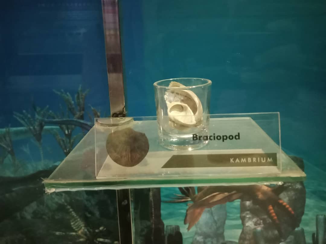 Museum Fosil Purbakala Sangiran 3