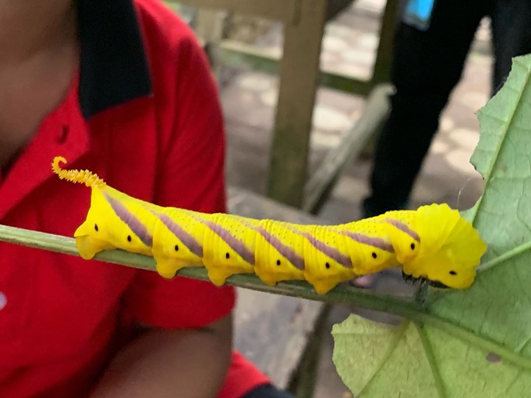 Taman Kupu Kupu Gita Persada Lampung 9 Taman Kupu Kupu Gita Persada Lampung 9