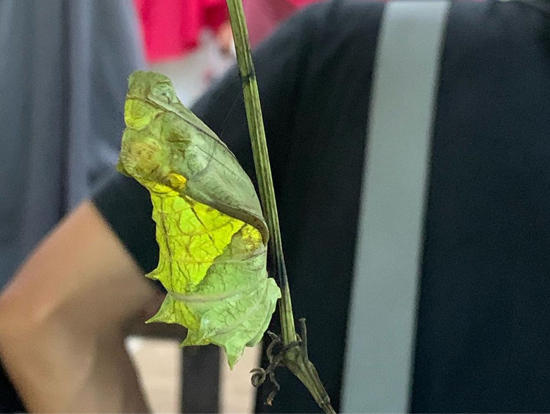 Taman Kupu Kupu Gita Persada Lampung 10 Taman Kupu Kupu Gita Persada Lampung 10