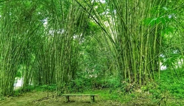 10 Taman Bambu di Indonesia 1
