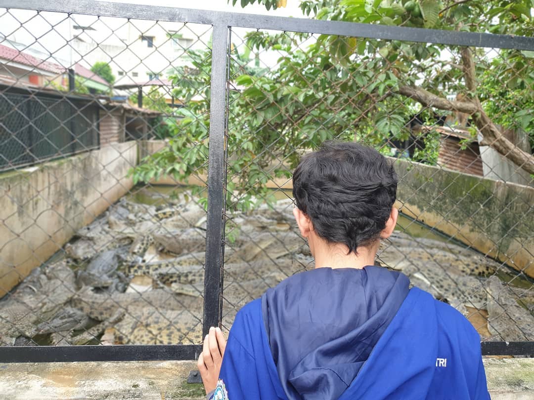 Penangkaran Buaya Asam Kumbang 8 Penangkaran Buaya Asam Kumbang 8