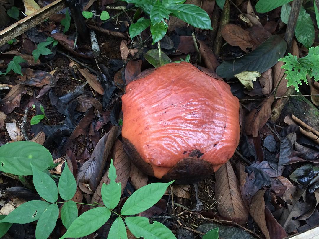 Taman Nasional Bukit Barisan Selatan 6 Taman Nasional Bukit Barisan Selatan 6