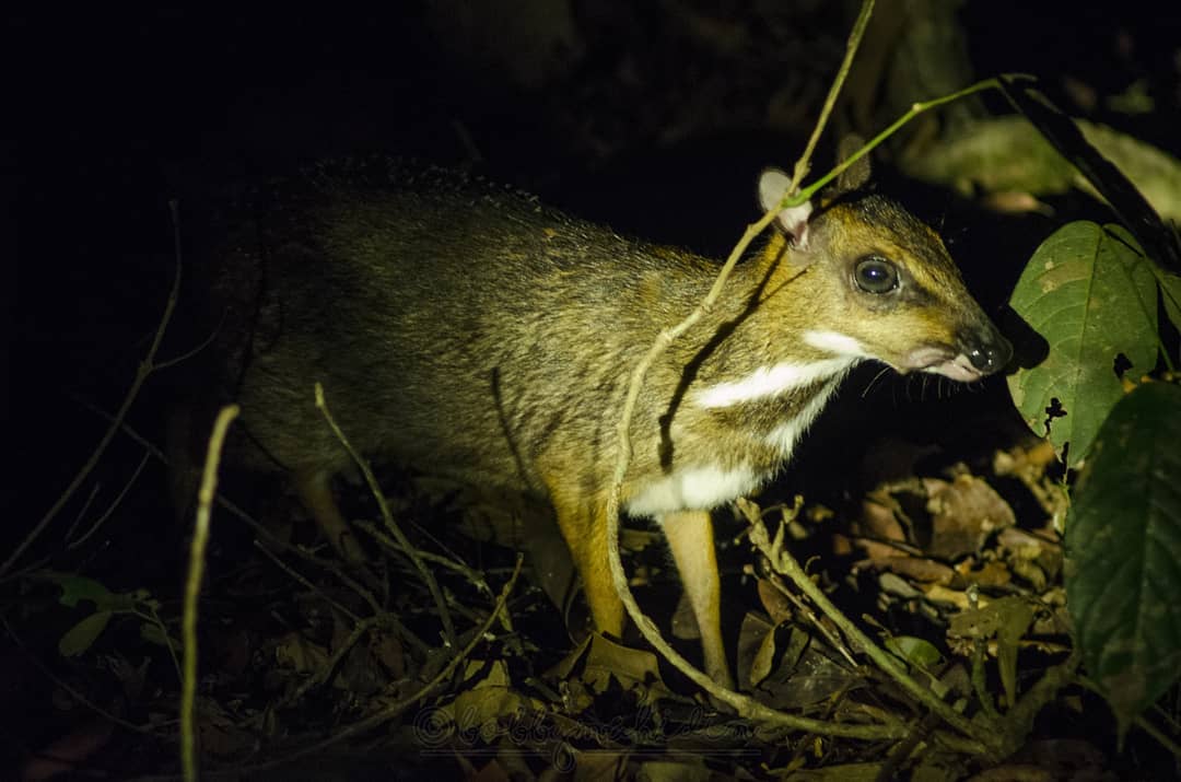 Taman Nasional Bukit Barisan Selatan 5 Taman Nasional Bukit Barisan Selatan 5