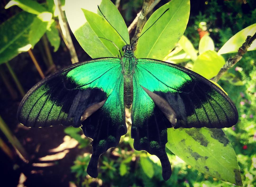 Butterfly Park Bali Atau Taman Kupu Kupu di Tabanan 5