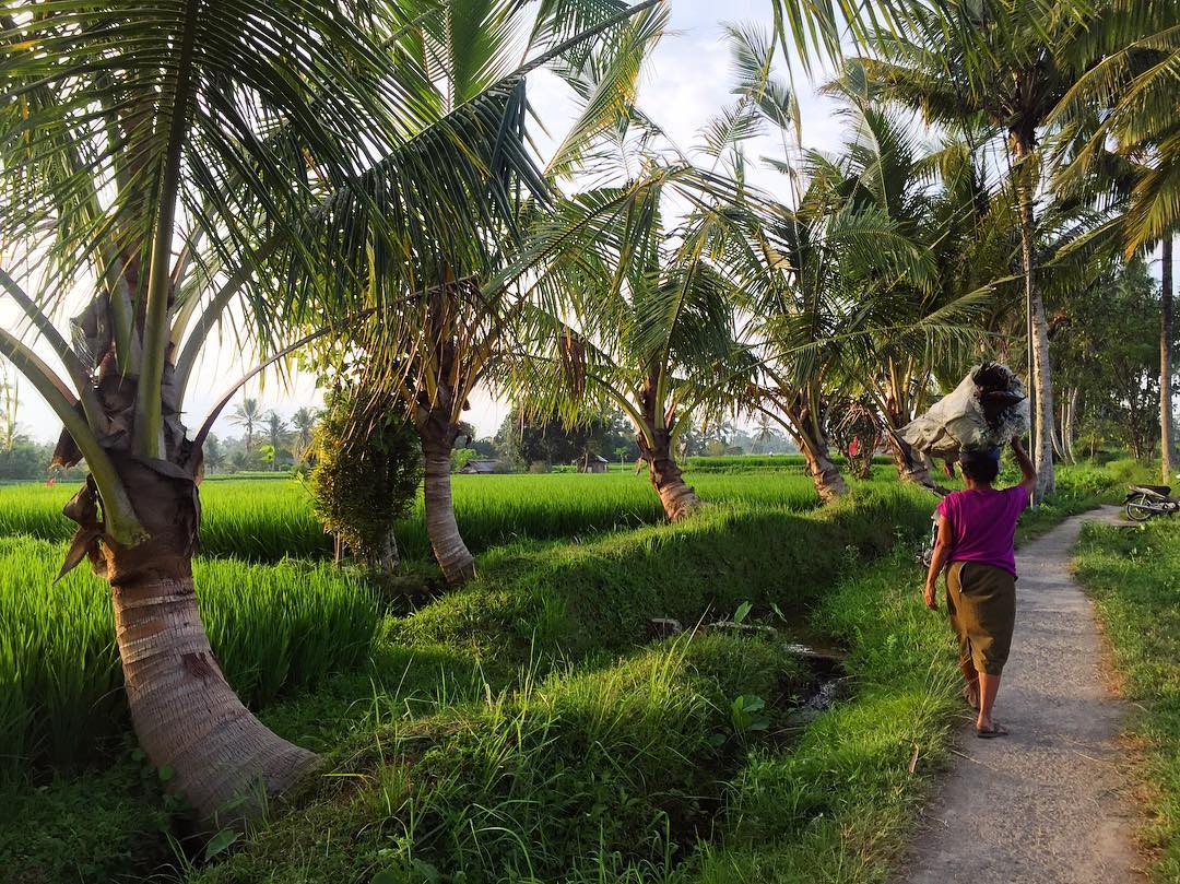 Sari Organik Ubud Bali 10 Sari Organik Ubud Bali 10