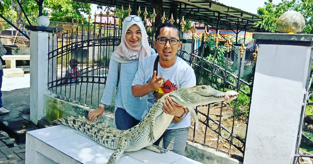 Penangkaran Buaya Asam Kumbang 4 Penangkaran Buaya Asam Kumbang 4